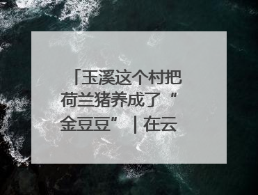 玉溪这个村把荷兰猪养成了“金豆豆”｜在云南样样好