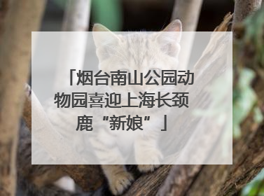 烟台南山公园动物园喜迎上海长颈鹿“新娘”