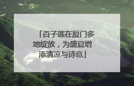 百子莲在厦门多地绽放，为盛夏增添清凉与诗意