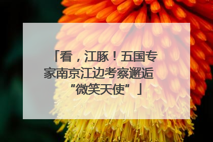 看，江豚！五国专家南京江边考察邂逅“微笑天使”