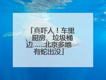 真吓人！车里、厨房、垃圾桶边……北京多地有蛇出没