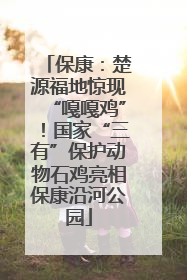 保康：楚源福地惊现“嘎嘎鸡”！国家“三有”保护动物石鸡亮相保康沿河公园