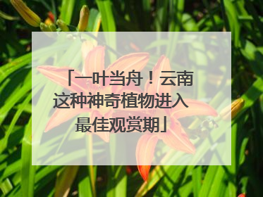 一叶当舟！云南这种神奇植物进入最佳观赏期