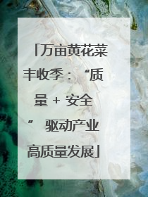 万亩黄花菜丰收季：“质量 + 安全” 驱动产业高质量发展