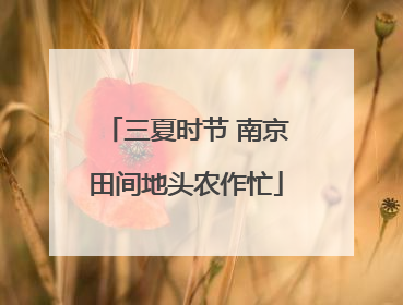 三夏时节 南京田间地头农作忙