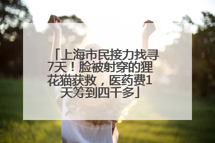 上海市民接力找寻7天！脸被射穿的狸花猫获救，医药费1天筹到四千多