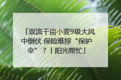 双流千亩小麦9级大风中倒伏 保险难撑“保护伞”？丨阳光帮忙