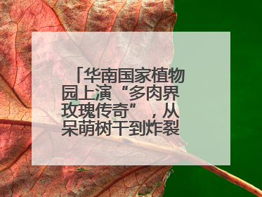 华南国家植物园上演“多肉界玫瑰传奇”，从呆萌树干到炸裂种子全是戏！