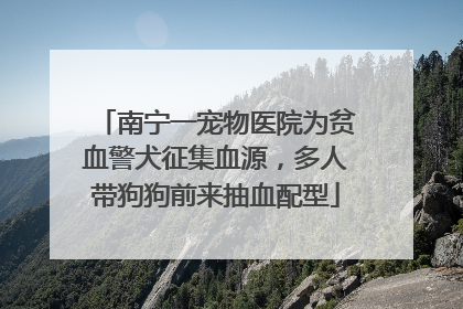 南宁一宠物医院为贫血警犬征集血源，多人带狗狗前来抽血配型