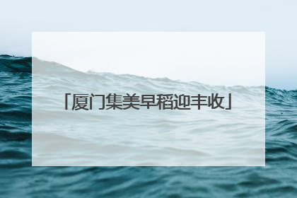 厦门集美早稻迎丰收