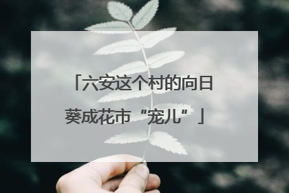 六安这个村的向日葵成花市“宠儿”