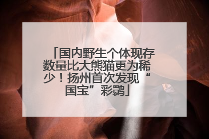 国内野生个体现存数量比大熊猫更为稀少！扬州首次发现“国宝”彩鹮