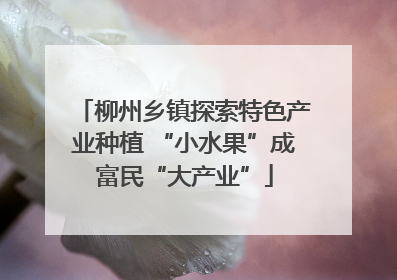 柳州乡镇探索特色产业种植 “小水果”成富民“大产业”