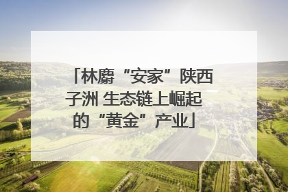 林麝“安家”陕西子洲 生态链上崛起的“黄金”产业