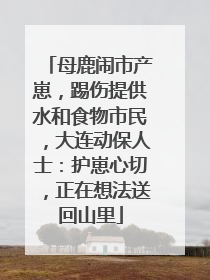 母鹿闹市产崽，踢伤提供水和食物市民，大连动保人士：护崽心切，正在想法送回山里