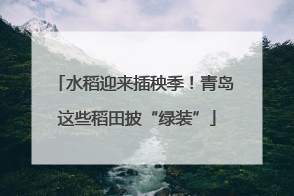 水稻迎来插秧季！青岛这些稻田披“绿装”