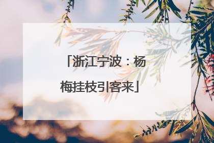浙江宁波：杨梅挂枝引客来