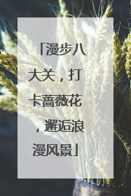 漫步八大关，打卡蔷薇花，邂逅浪漫风景