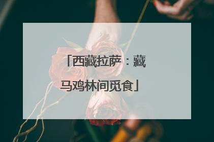 西藏拉萨：藏马鸡林间觅食