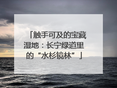 触手可及的宝藏湿地：长宁绿道里的“水杉镜林”