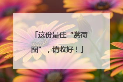 这份最佳“赏荷图”，请收好！