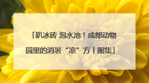 趴冰砖 泡水池！成都动物园里的消暑“凉”方丨图集