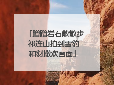 蹭蹭岩石散散步 祁连山拍到雪豹和豺撒欢画面