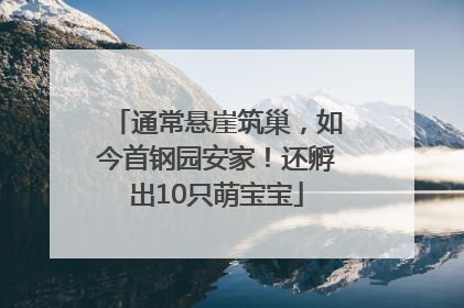 通常悬崖筑巢，如今首钢园安家！还孵出10只萌宝宝