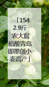 1542.9斤 农大腐植酸青岛即墨创小麦高产